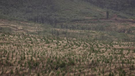 Kiefernpflanzung-Im-Regionalen-Gebiet-Von-New-South-Wales