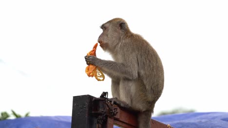 Close-up-shot-of-a-crab-eating-macaque,-long-tailed-macaque-,-sitting-on-top-of-a-dumpster-truck,-having-a-feast,-holding-a-plastic-bag-eating-leftover-food-found-in-the-pile