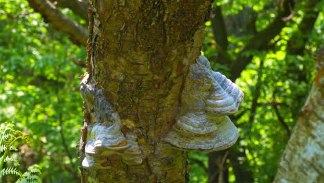 Nahaufnahme-Eines-Großen-Baumpilzklumpens
