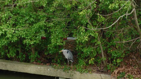 Bird-on-riverbank-watches-preparing-to-dive-to-hunt-it’s-prey