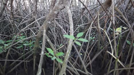 Mangrove-Forest-Tangles,-Roots,-Closeup-View,-Mangroves-at-Bali-Indonesia