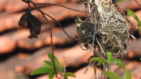 Hummingbird--feeding-food-for-chicks-