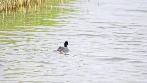 Eurasian-coot,-seabird-swimming-and-diving-in-marshlands,-Lincolnshire,-UK