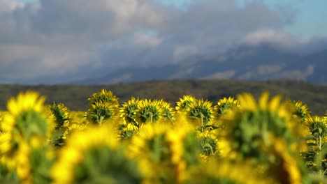 a-beautiful-video-in-a-field-of-sunflowers,-sunset-lights-and-a-mountain-landscape-in-the-background,-make-this-scene-an-epic-moment