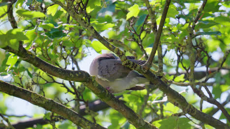 Wood-Pigeon-perched-in-a-tree-high-up-on-a-swaying-branch