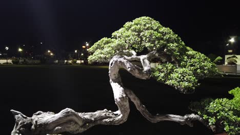 Bonsai-Baumspitze-Bei-Nacht,-Grüne-Miniaturzweige,-Beleuchtet-Am-Dunklen-Abend