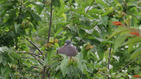 Wild-wood-pigeon-sitting-perched-high-up-in-a-sycamore-tree-in-the-UK-countryside