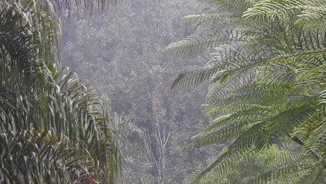 Regen-über-Nebelwald-Mit-Zwei-Palmen-Im-Vordergrund
