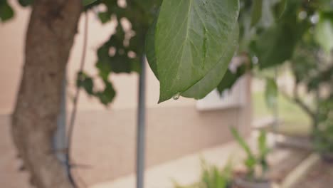 Raindrop-on-a-tree-leaf