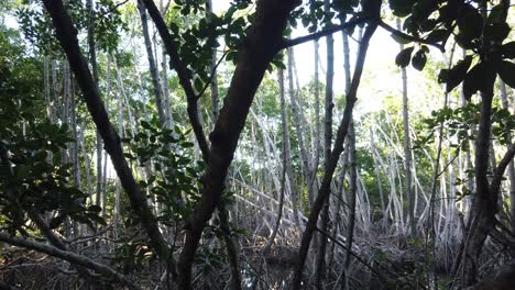 Inside-a-Mangrove-Forest,-Cinematic-Tropical-View-Through-Trees-and-Branches,-Woody-Plants-at-Bali-Indonesia,-Sunlight-Contrast