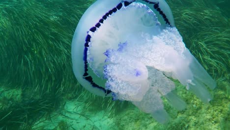 Jellyfish-Rhizostoma-octopus-in-Mediterranean-Posidonia-meadow