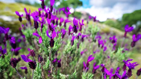 Flores-De-Primavera-Púrpura-Que-Florecen-En-Las-Montañas