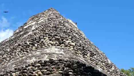 Turkey-vulture-standing-atop-the-pyramid-of-Temple-1-at-Chacchoben,-Mayan-archeological-site,-Quintana-Roo,-Mexico