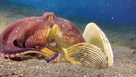Kokosnuss-Oktopus,-Fast-Vollständig-Zwischen-Drei-Muschelschalen-Versteckt
