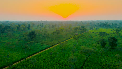 Drone-captures-the-serene-beauty-of-a-tea-garden-at-sunset-in-Terai-plain-of-Jhapa,-Nepal