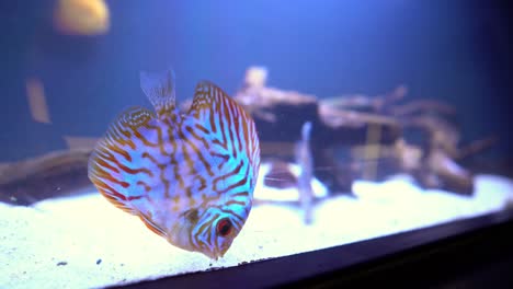 Close-up-view-of-a-Discus-fish-Symphysodon-discus-trapped-in-a-fish-tank-in-an-aquarium