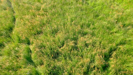 Vibrant-green-meadow-on-sunny-day,-low-angle-aerial-drone-view