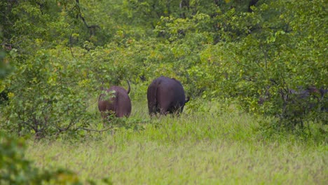 Rumps-of-African-buffaloes-grazing-in-green-grass-in-savannah-forest