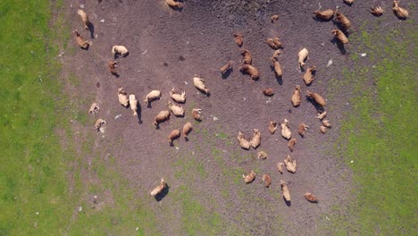 Marvelous-aerial-top-view-flight-herd-of-cows-on-Pasture-meadow,-czech-republic-in-Europe,-summer-day-of-2023