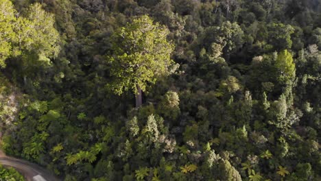 drone-flying-towards-unique-square-Kauri-tree,-tourist-spot-in-Coromandel-area,-New-Zealand