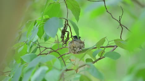 Bird-Indian-paradise-fly-catcher-incubating-eggs-at-nest-in-Hot-Weather