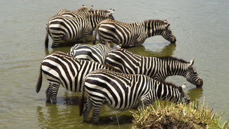 Neugieriger-Anblick-Von-Zebras,-Die-Im-Wasser-Stehen-Und-Trinken,-In-Nahaufnahme