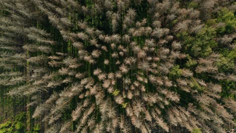 Aerial-crossing-of-dead-dry-spruce-forest-hit-by-bark-beetle-in-Czech-countryside