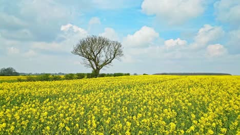 Atemberaubende-Drohnenaufnahmen-Eines-Wunderschönen-Gelben-Rapsfeldes-In-Voller-Blüte-Auf-Dem-Feld-Eines-Bauern-In-Lincolnshire