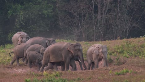 A-big-heard-arriving-at-a-salt-lick-creating-a-cloud-of-dust,-Indian-Elephant-Elephas-maximus-indicus,-Thailand