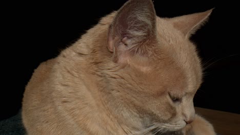 Closeup-Of-Sleepy-Tabby-Cat-Isolated-In-Black-Backdrop