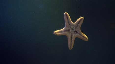 Estrella-De-Mar-Amarilla-Flotando-En-Un-Tanque-De-Peces-Sobre-Un-Fondo-Azul-Oscuro,-Estrella-De-Mar-Bajo-El-Agua