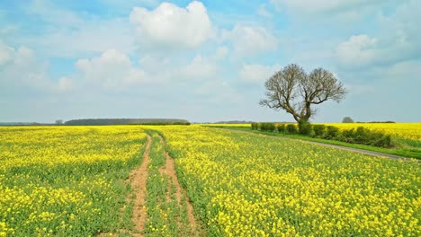 A-panoramic-drone-shot-in-slow-motion-of-a-yellow-rapeseed-crop-with-a-country-road-and-trees-in-the-background