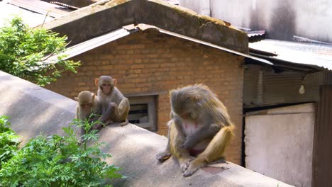 Familia-De-Macacos-Rhesus-Sentados-En-Un-Muro-De-Piedra-En-Katmandú,-Nepal