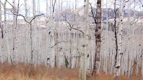 Panning-view-from-the-side-of-large-aspen-forest-with-mountains-in-the-background