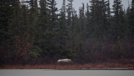 Zeitlupenschnee-Auf-Einem-Eisbären,-Während-Er-Zwischen-Den-Subarktischen-Büschen-Und-Bäumen-Von-Churchill,-Manitoba,-Schläft
