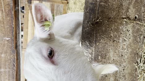 Vertical-Shot-Of-Goat-Standing-On-Livestock-Pen---close-up
