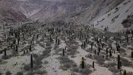 Desert-landscape-of-northwestern-Argentina