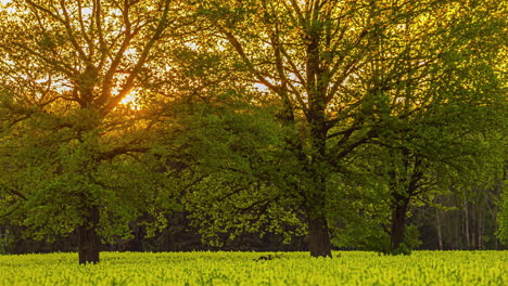 Timelapse-of-golden-sunset-behind-lush-green-trees-and-field-in-summer