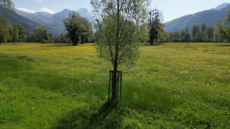 Arc-shot-of-coniferous-tree-with-lush-green-Alpine-meadows-in-backdrop