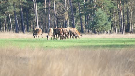 Group-Of-Female-Elk-Eating-Fresh-Grass-On-Green-Pasture-In-Veluwe,-Netherlands