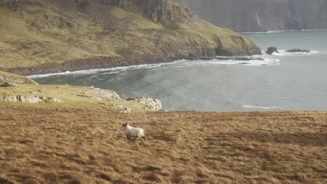 A-sheep-walks-along-Neist-Point,-with-crashing-waves-along-the-cliffside