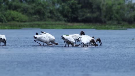 Gruppe-Von-Reiher-Amazonas-Vögeln,-Die-Sich-In-Den-Oberflächengewässern-Eines-Reichlich-Vorhandenen-Flusses-In-Südamerika-Ernähren