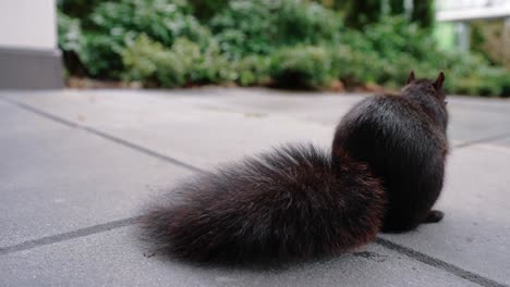 Niedliches-Eichhörnchen,-Das-Nüsse-Auf-Dem-Boden-Im-Hinterhof-Frisst
