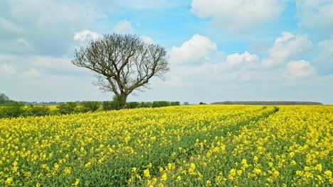 Eine-Ruhige-Und-Fesselnde-Luftaufnahme-Eines-Gelben-Rapsfeldes-Auf-Einem-Bauernfeld-In-Lincolnshire