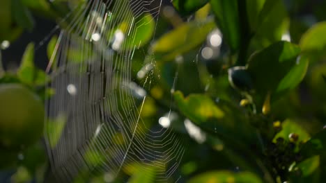 Spider-web-glistens-during-sunrise-or-sunset