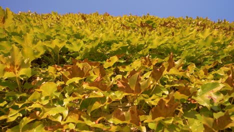 Ivy-Wall-With-Blue-Sky-In-Background-in-slowmotion-in-france-at-sunset