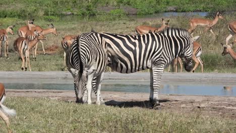 Zebra-pair-and-Impala-graze-near-water-in-Kruger-National-Park,-South-Africa
