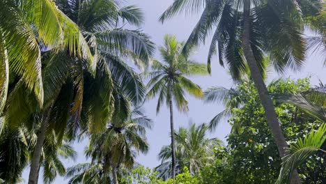 Paseo-Relajante-En-Las-Maldivas-Enclavado-Entre-Majestuosas-Palmeras-Y-Disfrute-De-Las-Delicias-Escénicas-De-La-Isla,-El-Follaje-Verde-Esmeralda-Arriba