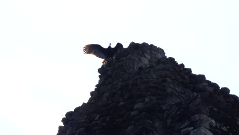 Spread-Winged-Posture-of-Turkey-Vulture-atop-the-pyramid-of-Temple-1-at-Chacchoben,-Mayan-archeological-site,-Quintana-Roo,-Mexico