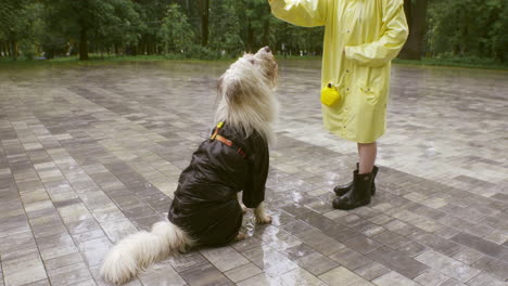 Hund-Mit-Regenjacke-Beim-High-Five-Mit-Seinem-Besitzer-Draußen-Im-Regen